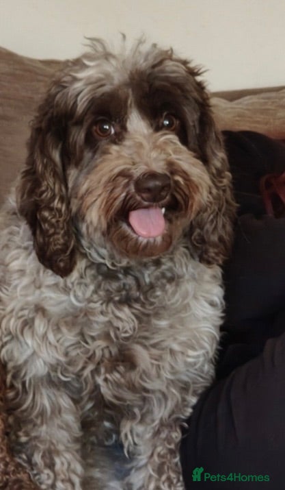 Cockapoo dogs River - cockapoo puppy - Advert 5