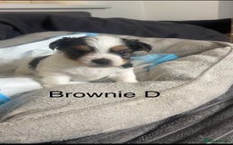 Biewer Terrier dogs for sale: Beautiful Biewer puppies for sale  - Image 5
