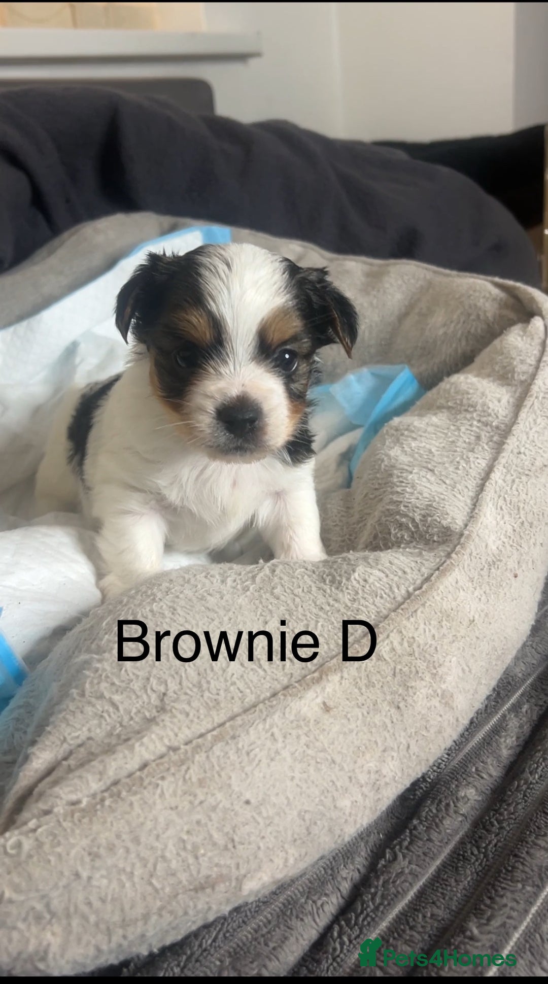 Biewer Terrier dogs for sale: Beautiful Biewer puppies for sale  - Image 5