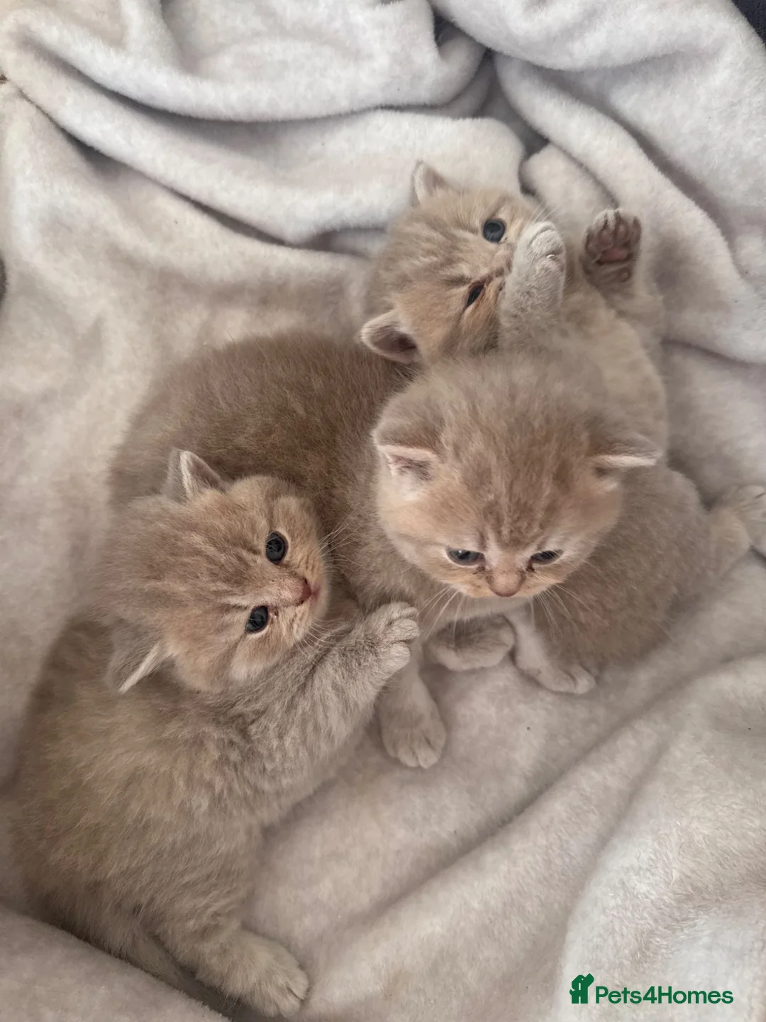 British Shorthair cats for sale: Adorable British shorthair kittens  - Advert 20