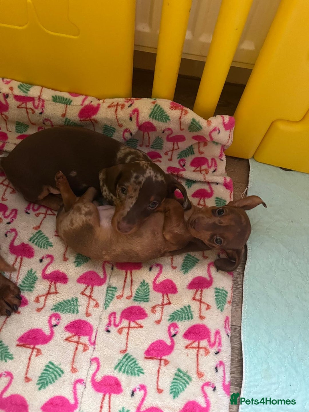 Miniature Dachshund dogs for sale: Beautiful Mini Dachshund Puppies READY  - Advert 7