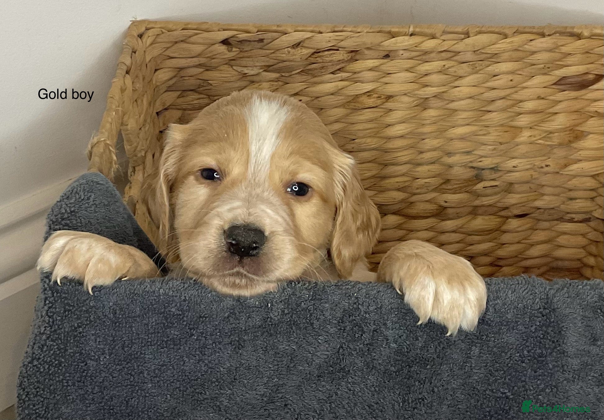 Cocker Spaniel dogs Hereditary clear working cocker spaniels - Advert 2