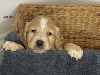 Cocker Spaniel dogs Hereditary clear working cocker spaniels - Advert 18