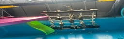 Hamster rodents for sale: Teddy bear Syrian hamster  - Advert 5