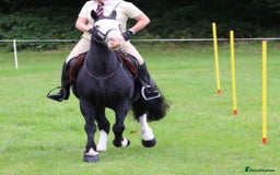 Other Breed horses for sale: Pocket rocket all rounder  - Image 4