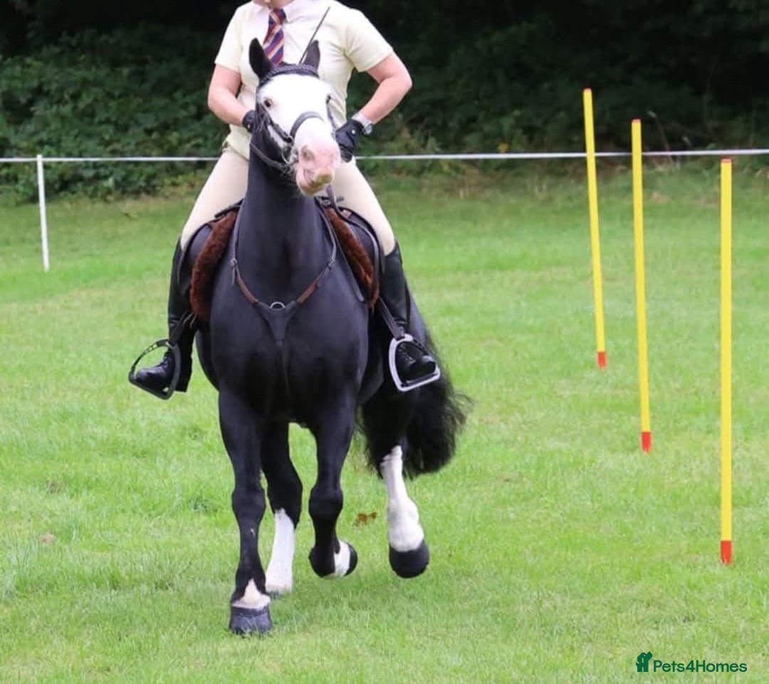 Other Breed horses for sale: Pocket rocket all rounder  - Image 4