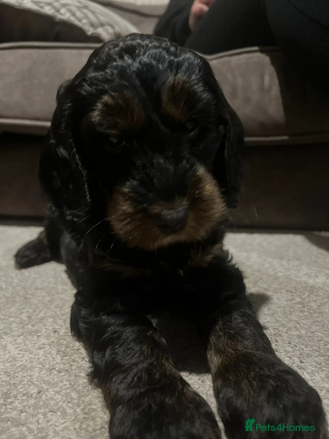 Cockapoo dogs for sale: Black and Tan Cockapoo boy - Advert 13