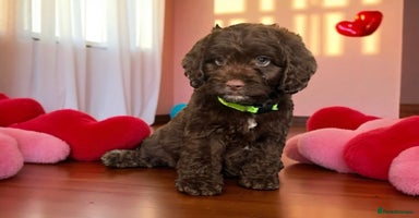 Cockapoo dogs - Advert 15