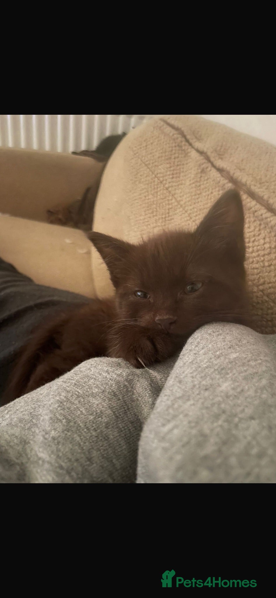 Mixed Breed cats Female kittens - Advert 6