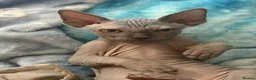 Sphynx cats for sale: Stunning Sphynx Kitten for Sale – Ready Now - Advert 6