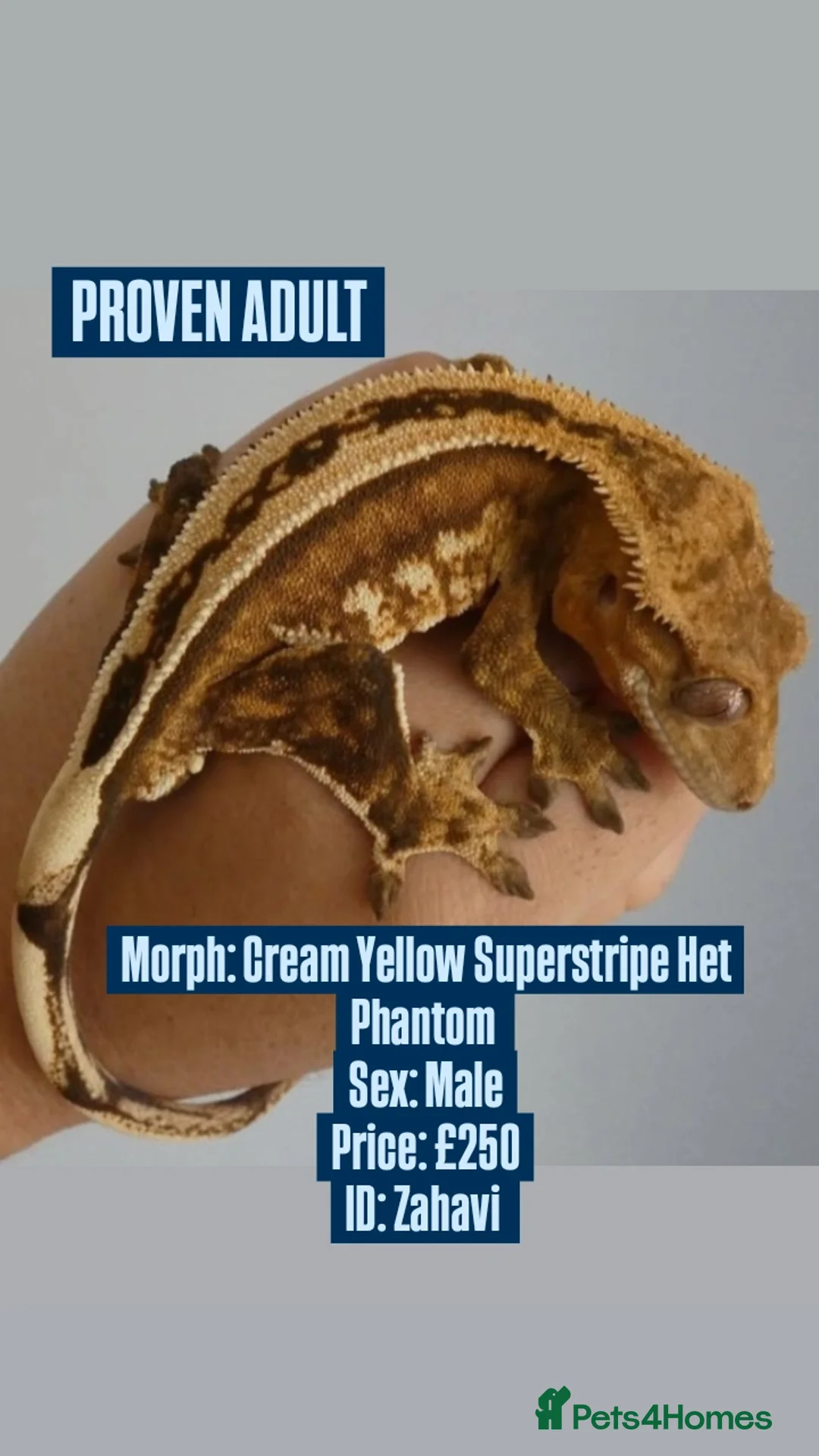 Gecko reptiles for sale: Various Crested Geckos, mixed morphs for sale  - Advert 4