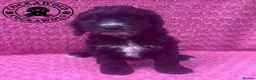 Cockapoo dogs for sale: 💖 Exceptional F1 Cockapoo Puppies 💖  - Advert 5
