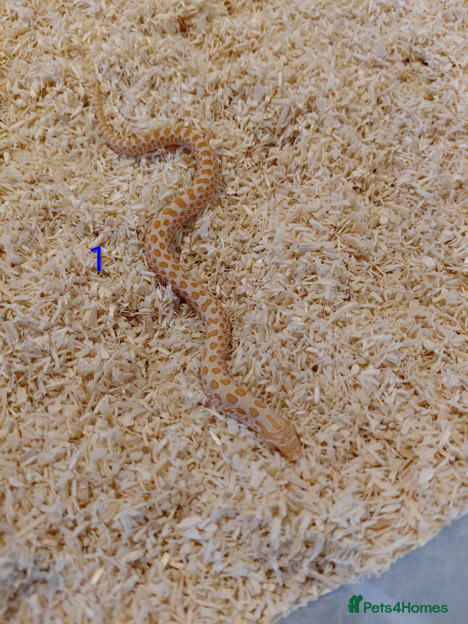Snake reptiles CB25 Hognose Snakes, Ready Now, Albino, Conda - Advert 3