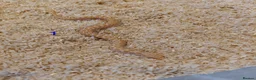 Snake reptiles for sale: CB25 Hognose Snakes, Ready Now, Albino, Conda - Advert 1