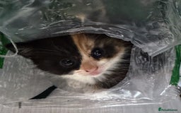 Mixed Breed cats for sale: Adorable kittens for sale - Image 15