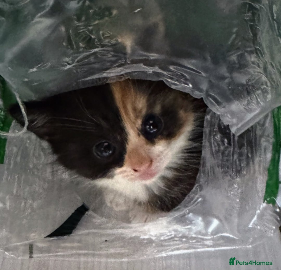 Mixed Breed cats for sale: Adorable kittens for sale - Image 15