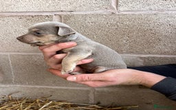 Jack Russell dogs for sale: Lilac & Tan Miniature Jack Russel  - Image 4