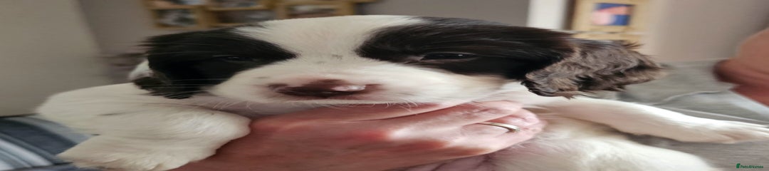 Springador Puppy 4