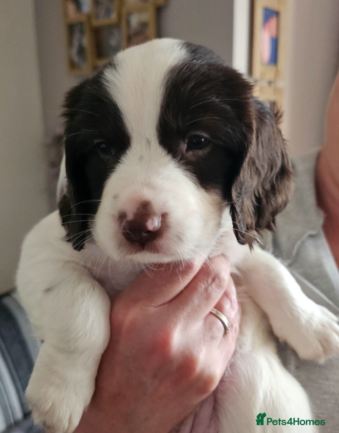Springador dogs for sale: SPRINGADOR PUPPIES LOOKING FOR LOVING HOMES!  - Image 1