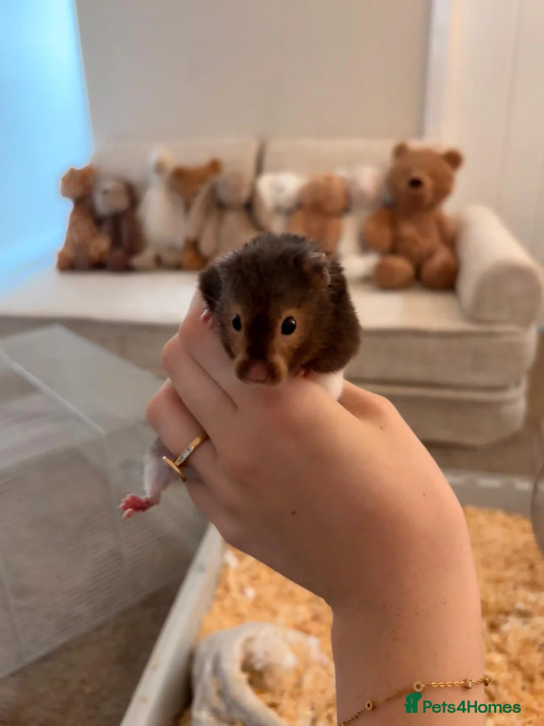 Hamster rodents for sale: Hamster and all Accessories  - Advert 2