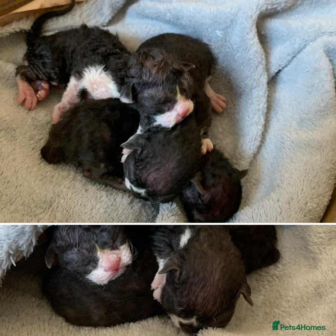 Devon Rex cats for sale: *Kittens born yesterday* FiFi registered  - Image 4
