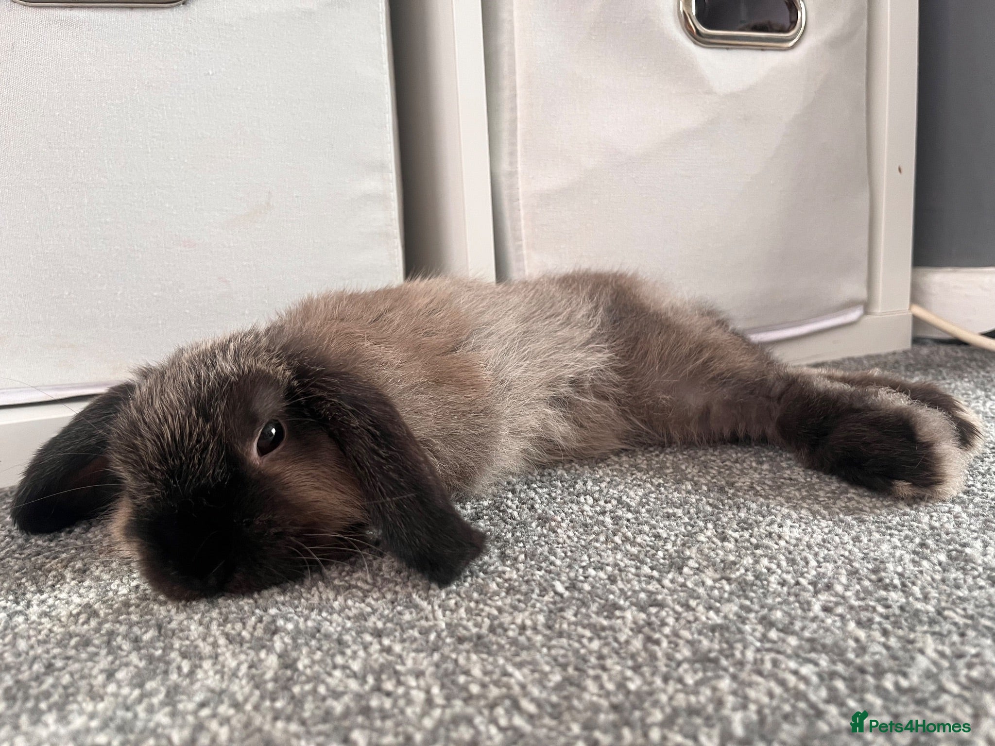 Mini Lop rabbits Roger the mini lop - Advert 1