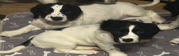 English Springer Spaniel dogs for sale: English Springer spaniel puppies for sale - Advert 2