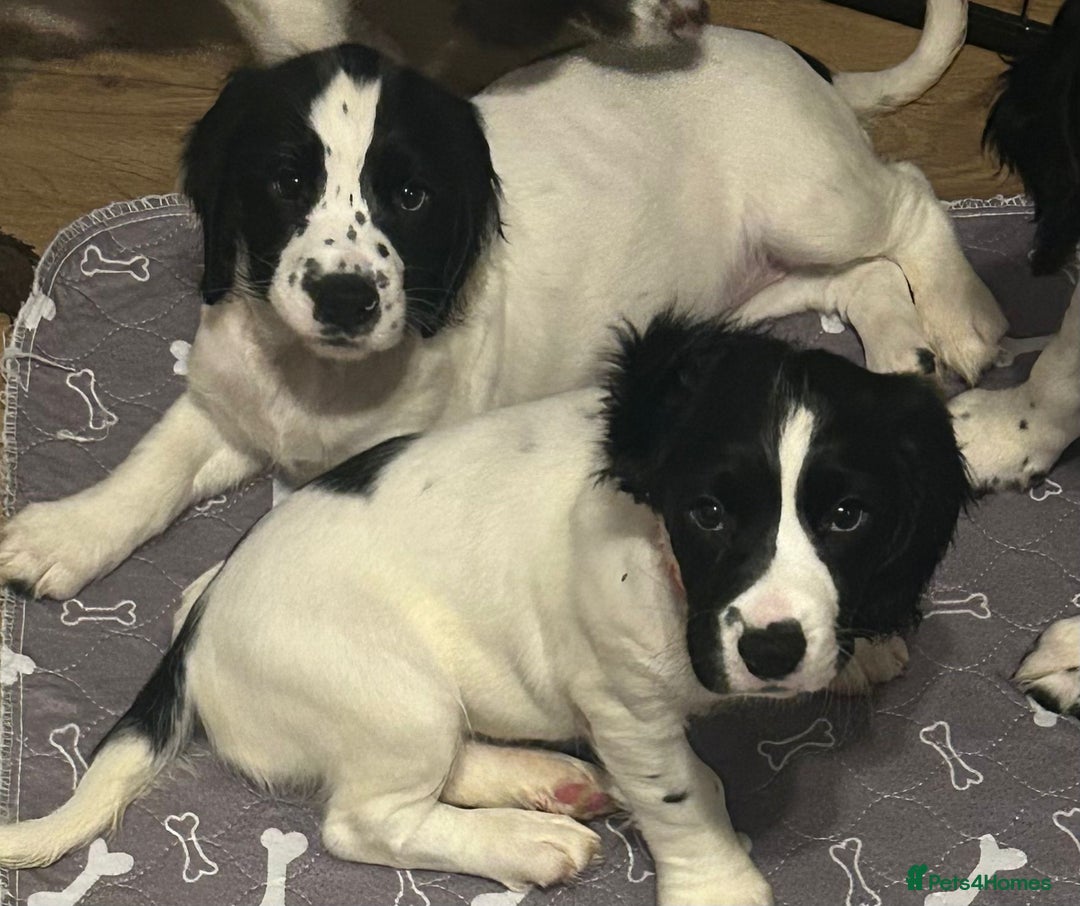 English Springer Spaniel dogs for sale: English Springer spaniel puppies for sale - Advert 2
