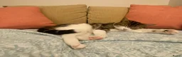 Domestic Shorthair cats for adoption: Feta, approx 3 year old girl   in Tadley - Advert 4