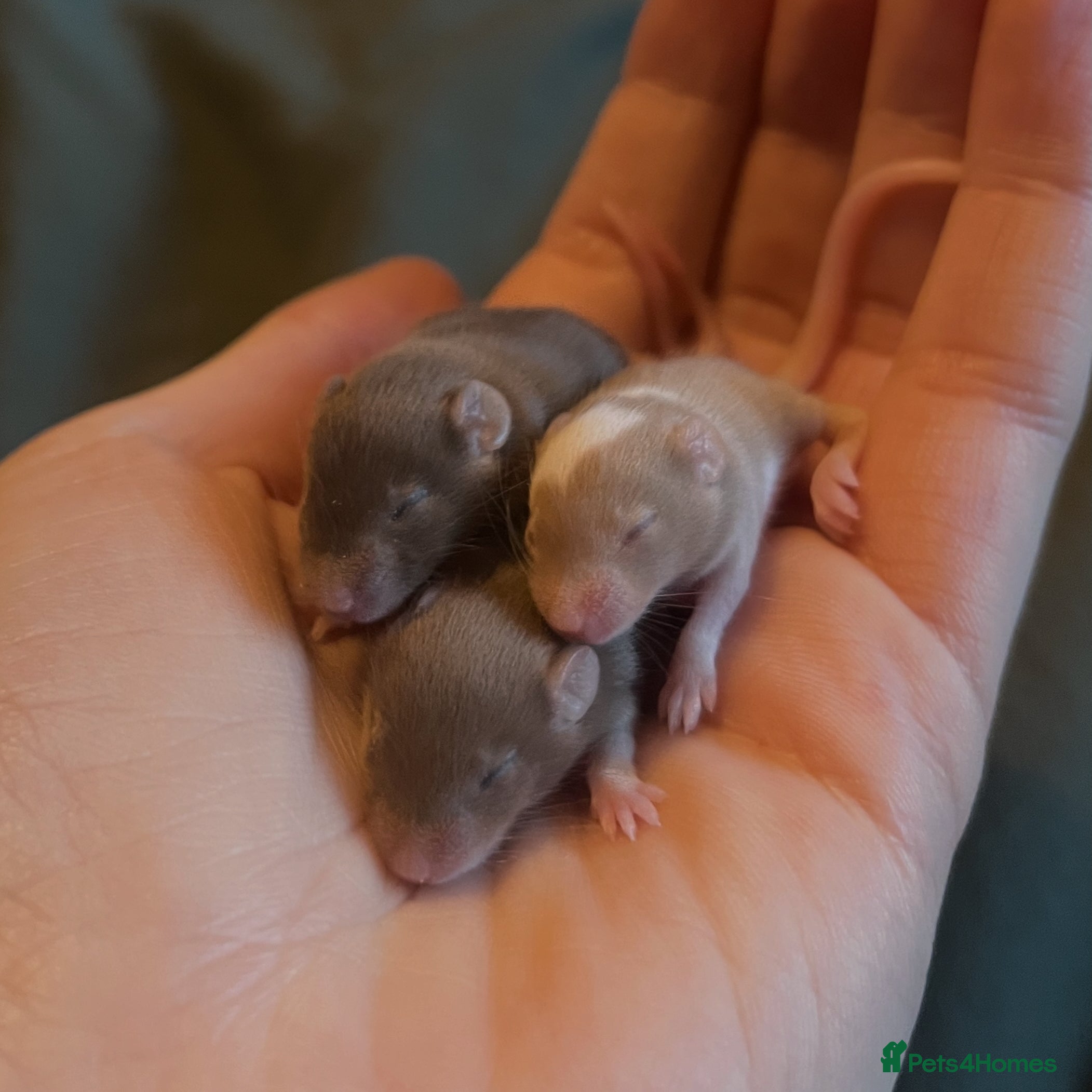 Mouse rodents Ethically Bred Fancy Mice - Advert 5