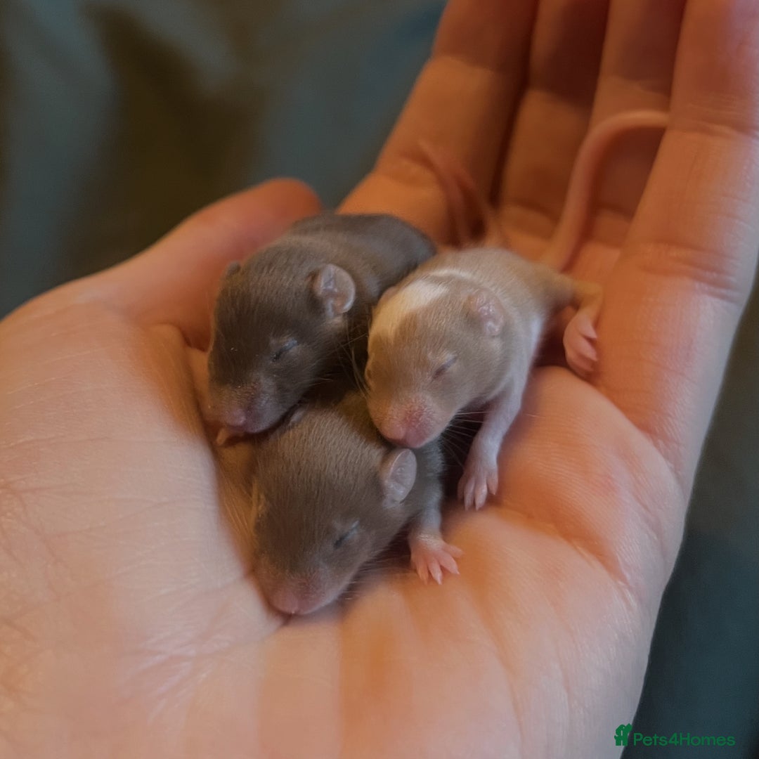 Mouse rodents for sale: Ethically Bred Fancy Mice - Advert 1