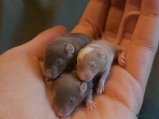 Mouse rodents Ethically Bred Fancy Mice - Advert 15