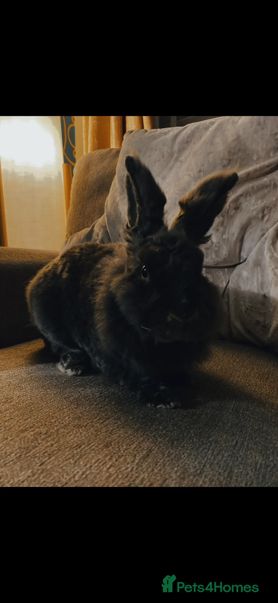 Lionhead rabbits for sale: 1 female , 1 male - 3 Year old lion head bunnies - Advert 8