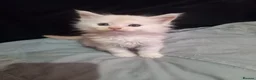 Maine Coon cats for sale: Full Maincoon kittens  in Bolton - Advert 7