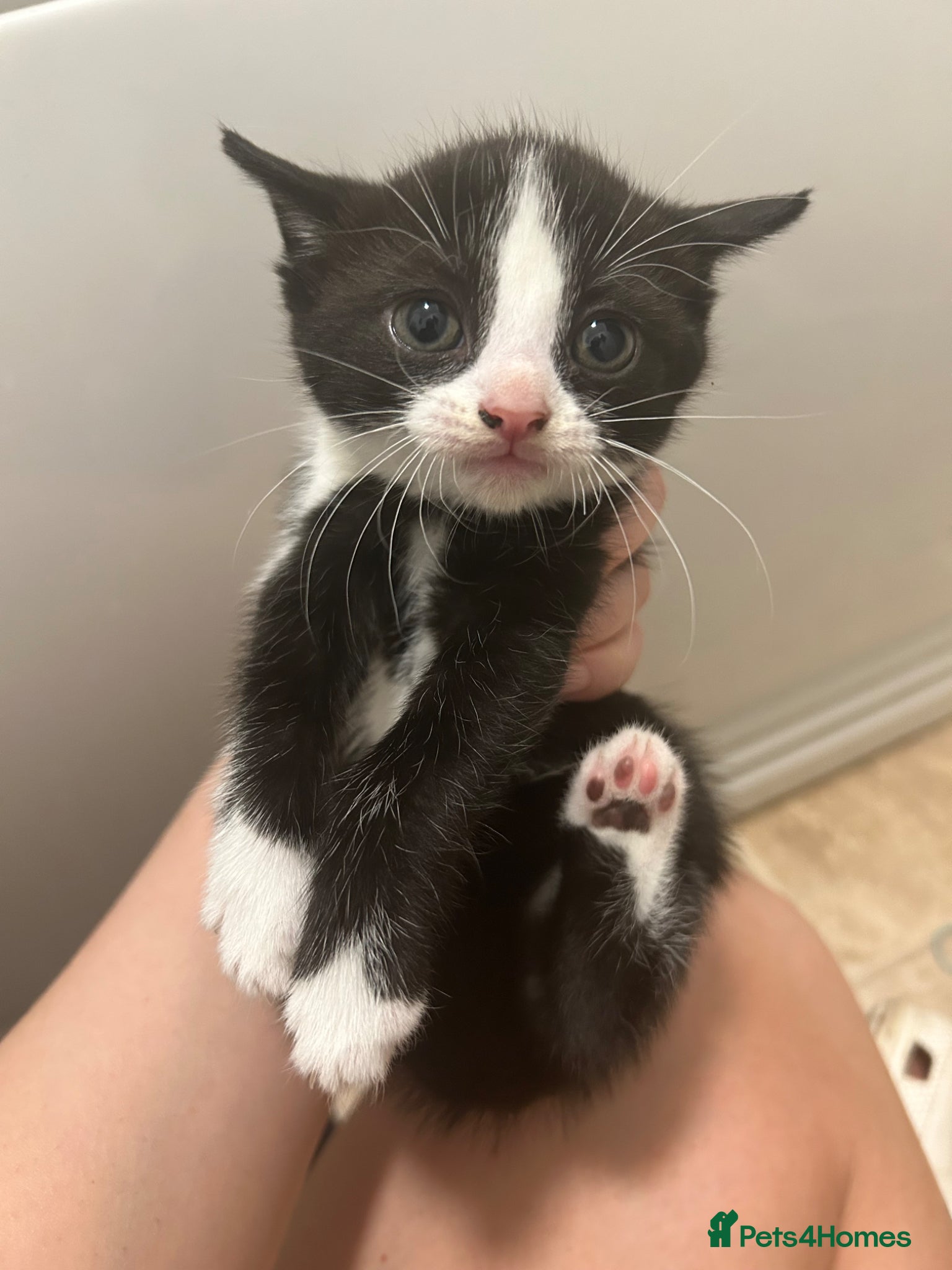 Mixed Breed cats for sale: 5 beautiful kittens  - Advert 5