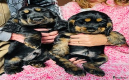 Cocker Spaniel dogs for sale: Top quality fully health tested show cocker pups - Image 26