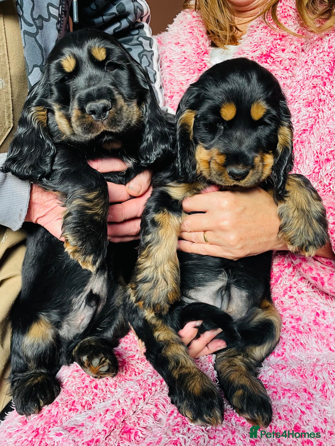 Cocker Spaniel dogs for sale: Top quality fully health tested show cocker pups - Image 26