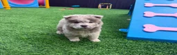 Chow Chow dogs for sale: Genuine exotic colour chowski puppies for sale - Advert 32