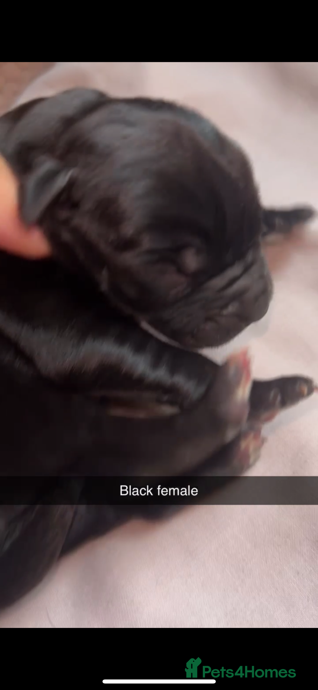 Cane Corso dogs for sale: Cane Corso first litter of puppies !! - Image 8