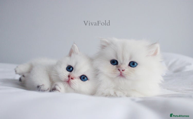 British Shorthair cats - Advert 3