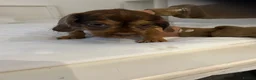 Mixed Breed dogs for sale: Cute playful crazy pups in Coventry - Advert 4