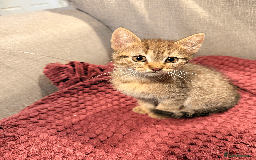 Mixed Breed cats for sale: 4x Himalayan x marble bengal x. Free 4w insurance  - Image 10