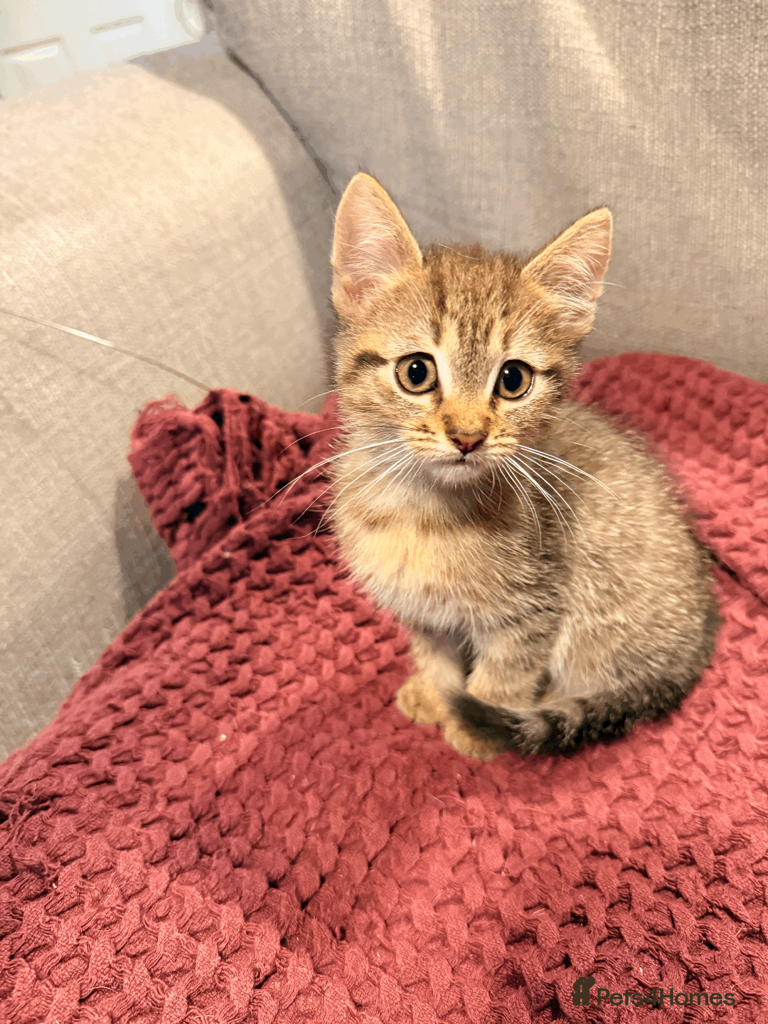 Mixed Breed cats for sale: 4x Himalayan x marble bengal x. Free 4w insurance  - Image 10