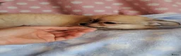 Chihuahua dogs for sale: Long Coat Chihuahua pups - Advert 7