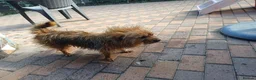 Mixed Breed dogs for adoption: 🐾💛 ARISA – The Little Dog Nobody Stopped For💛🐾 - Advert 7