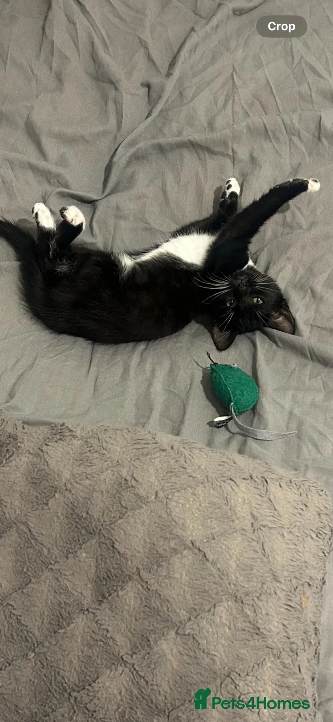 Mixed Breed cats for sale: Black and white kitten  - Advert 2