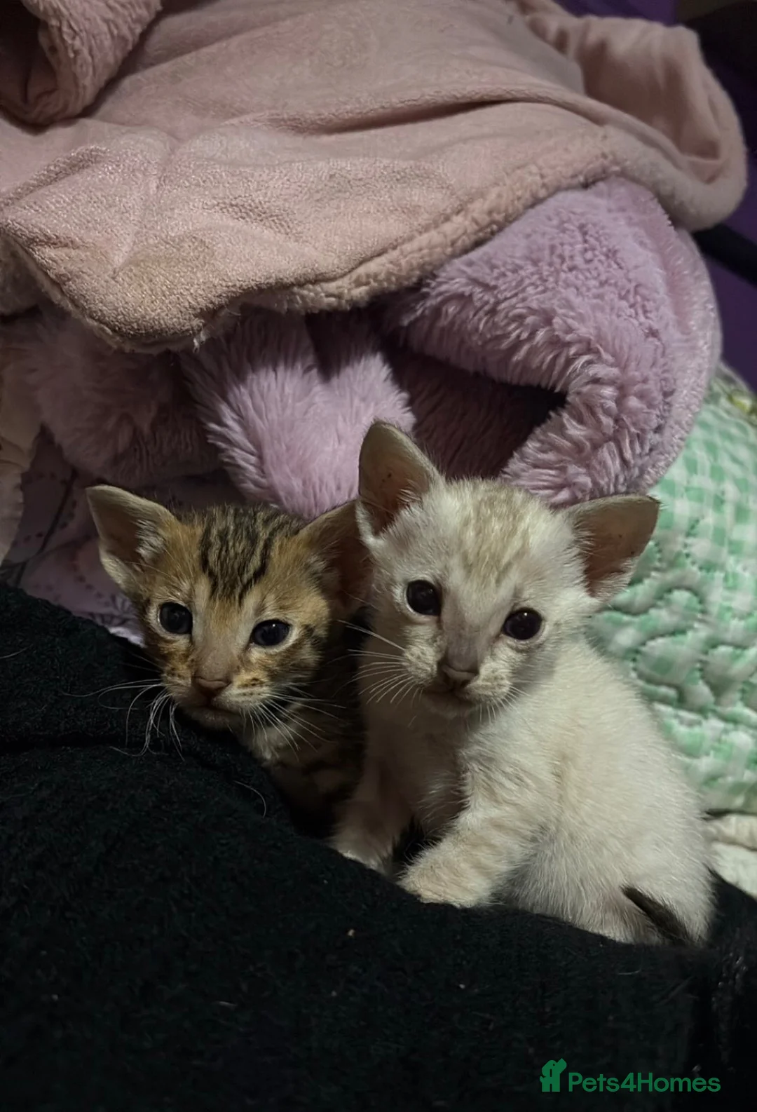 Oriental cats for sale: Two beautiful oriental boys left - Advert 2