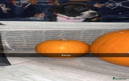 Mixed Breed dogs for sale: 8 beautiful pups for sale  - Image 13