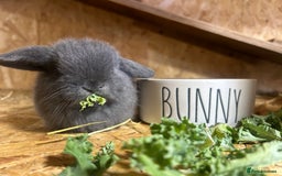 Mini Lop rabbits for sale: Beautiful baby  mini lops bunny’s  in Taunton - Image 8