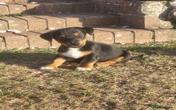 Jack Russell dogs for sale: miniature jack Russell puppies 1 girl left  - Image 2